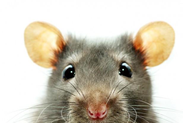 Șoarecii bâlbâiți pot descoperi misterul bâlbâielii