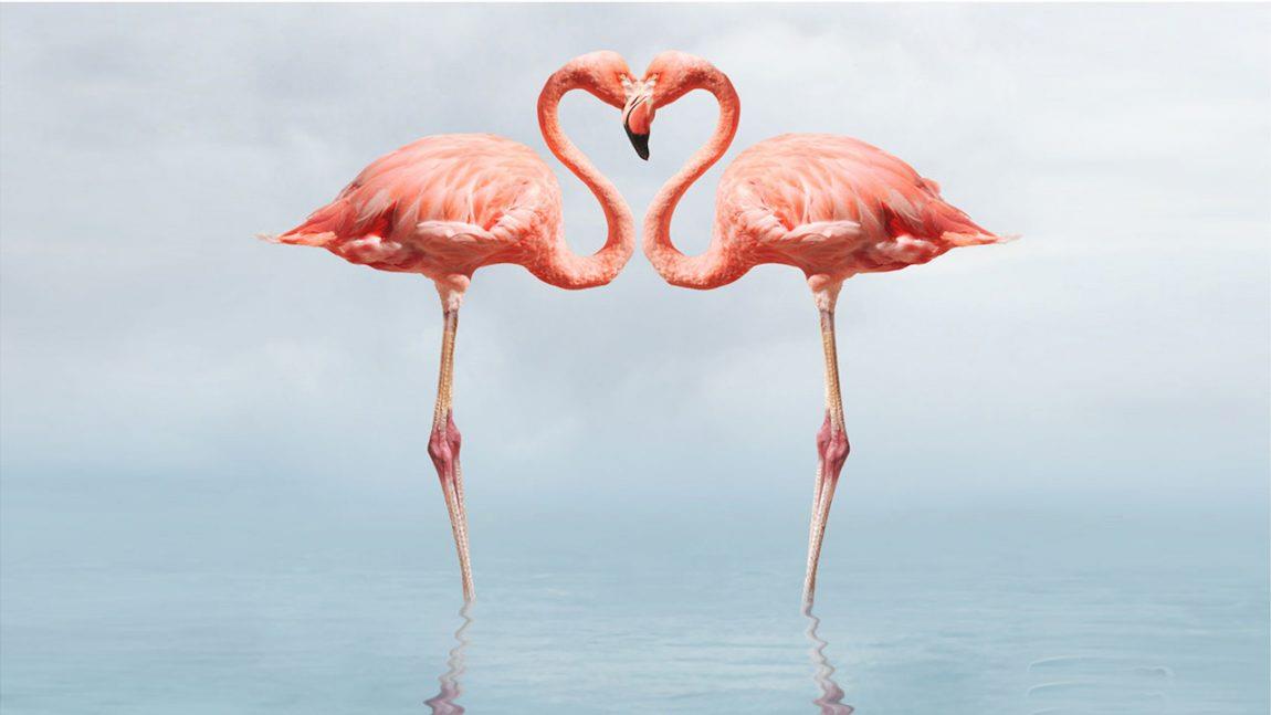 Un flamingo, doi flamingi