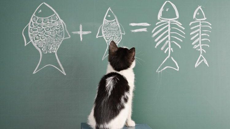 Curiozități lingvistice: pisica se perie sau se periază?