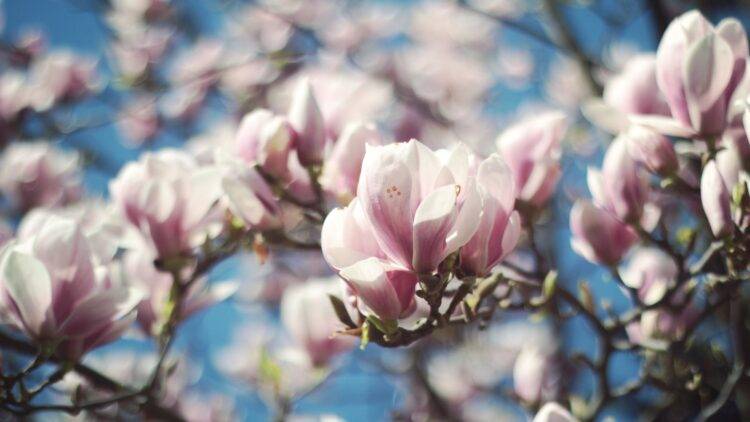 Știați că… substantivul „magnolie” vine de la numele unei persoane?