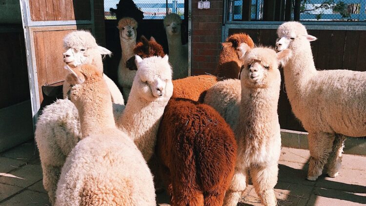 O alpaca, două… ? Vezi care este pluralul corect pentru alpaca