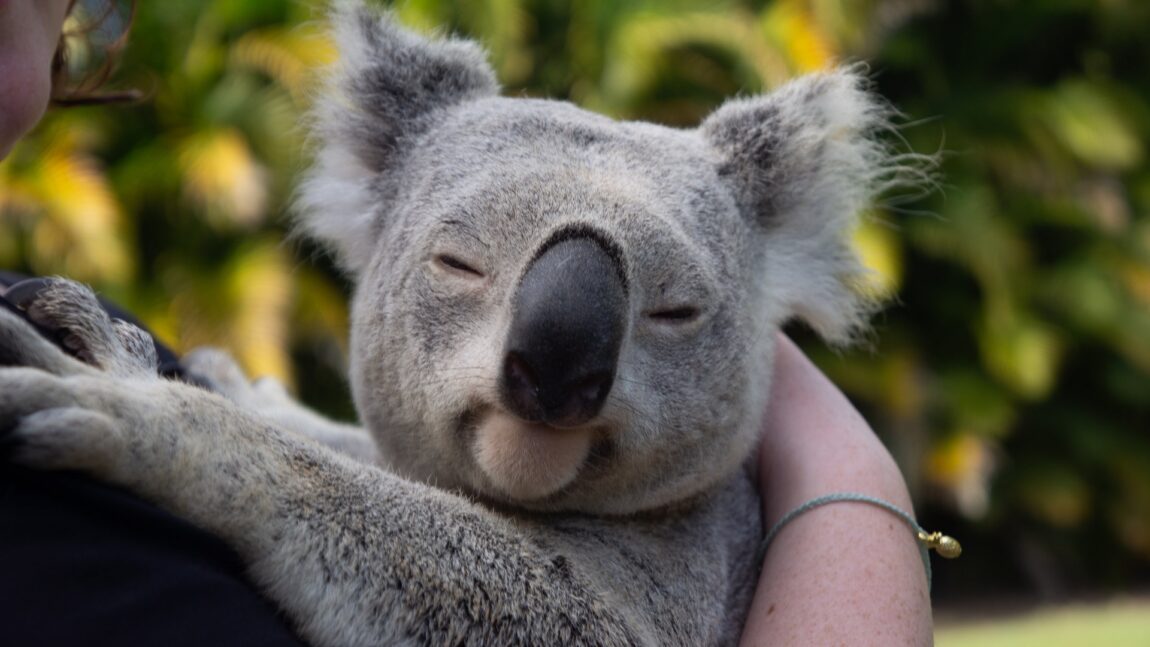 Originea interesantă a cuvântului „koala”