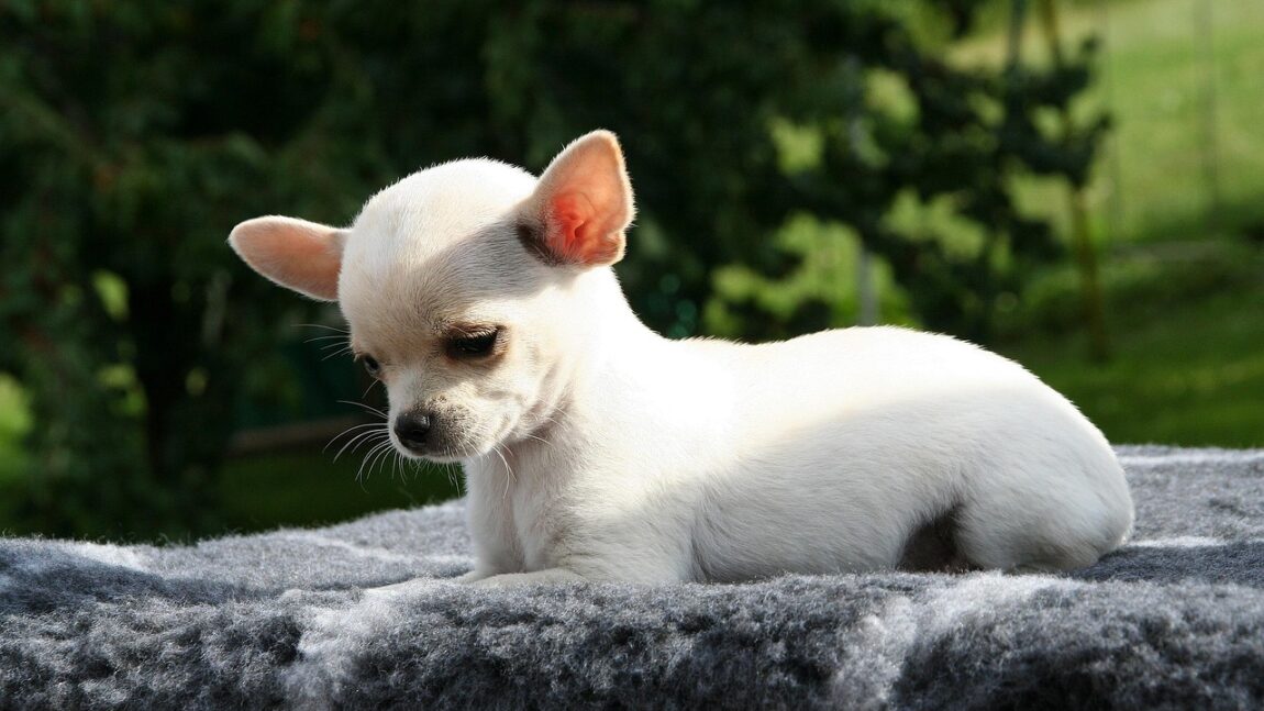 Cum pronunțăm corect numele rasei „chihuahua”?