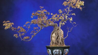 Care este forma de plural a cuvântului BONSAI?