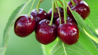 Iată ce înseamnă conceptul de „cherry picking” și de ce trebuie să te intereseze