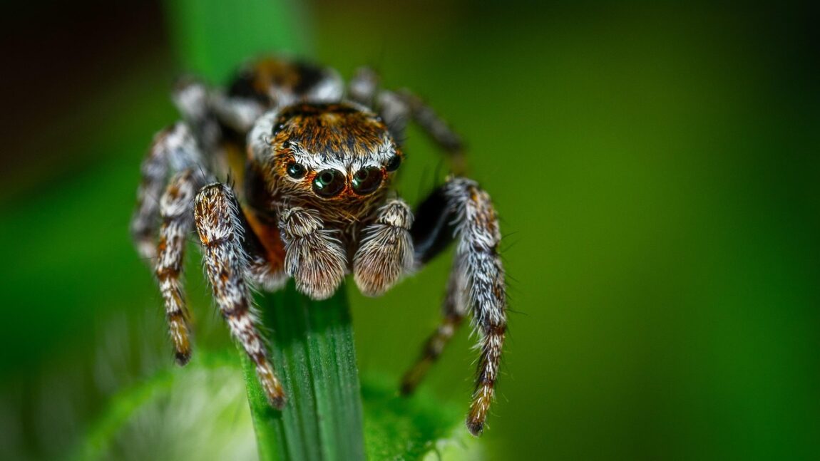 Cum e corect: păianjeni sau păienjeni?