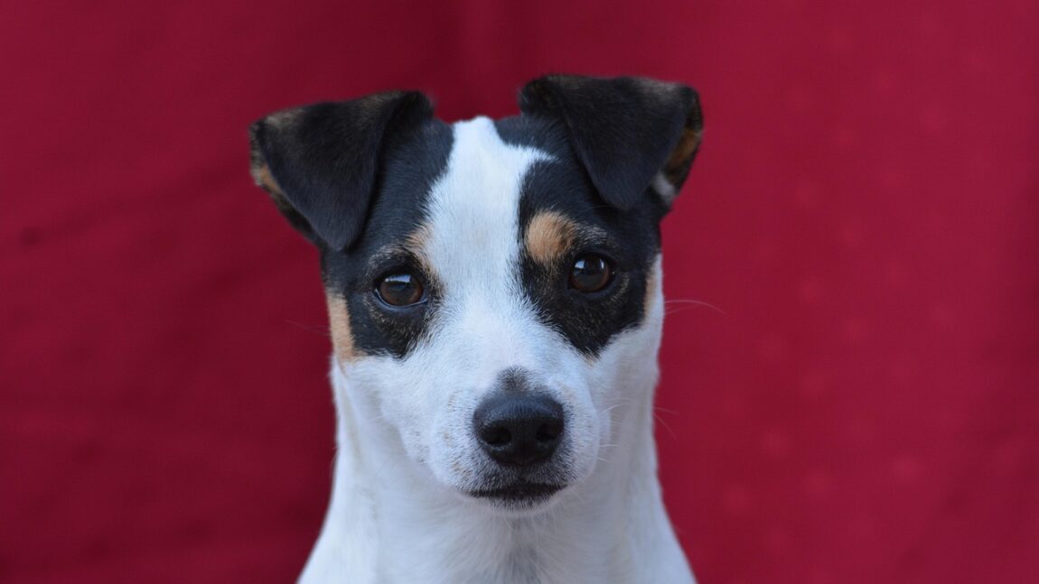 Tu știi care este pluralul cuvântului „patruped”?