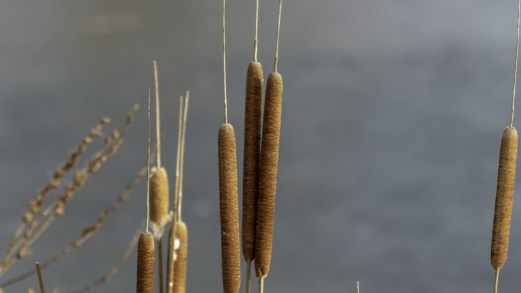 Ce înseamnă expresia „a căuta nod în papură”?