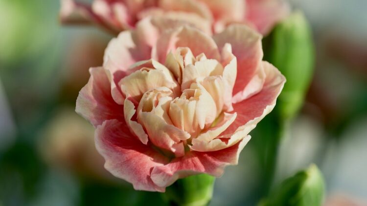 Schimbare: cum se pronunță, mai nou, cuvântul „gingaș”