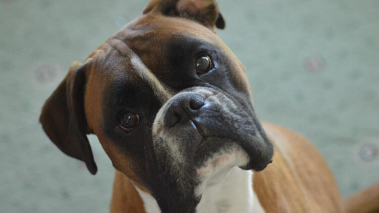 Bóxer sau boxér? Iată ce iese dacă pui accentul greșit