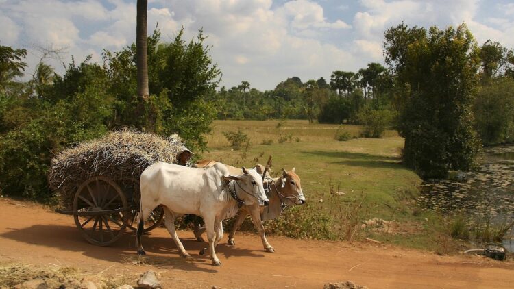 Puțini știu ce înseamnă „tânjală” din expresia „a se lăsa pe tânjală”