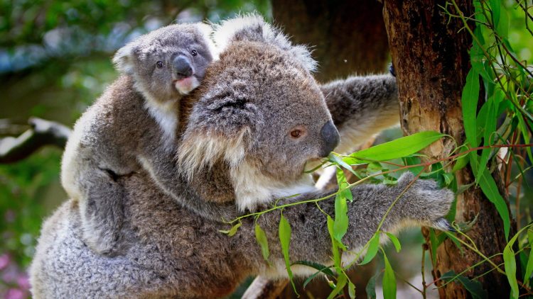 Un koala, doi….? V-ați întrebat vreodată care este pluralul acestui substantiv?