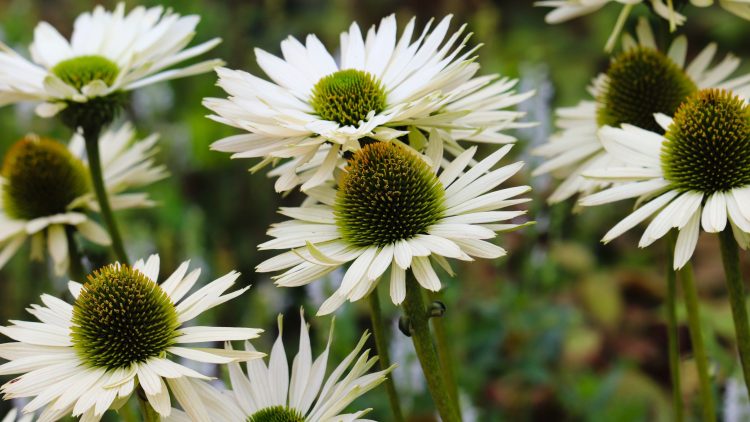 Cum scriem corect: echinacea sau echinaceea?