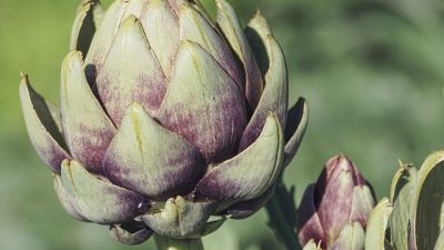 „Anghinare” e la singular sau la plural?