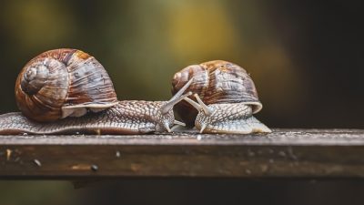 „Târâș-grăpiș” – Te-ai întrebat vreodată ce înseamnă expresia?
